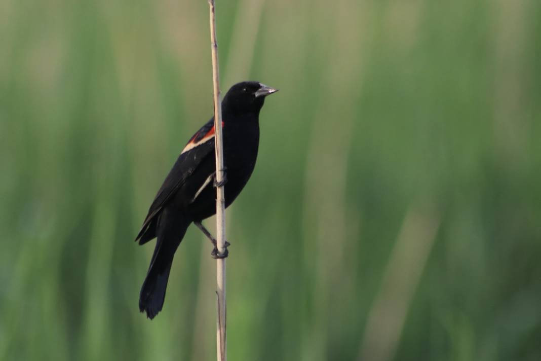 Yürüyüş yolundaki kuşlar böyle görüntülendi - Resim: 7